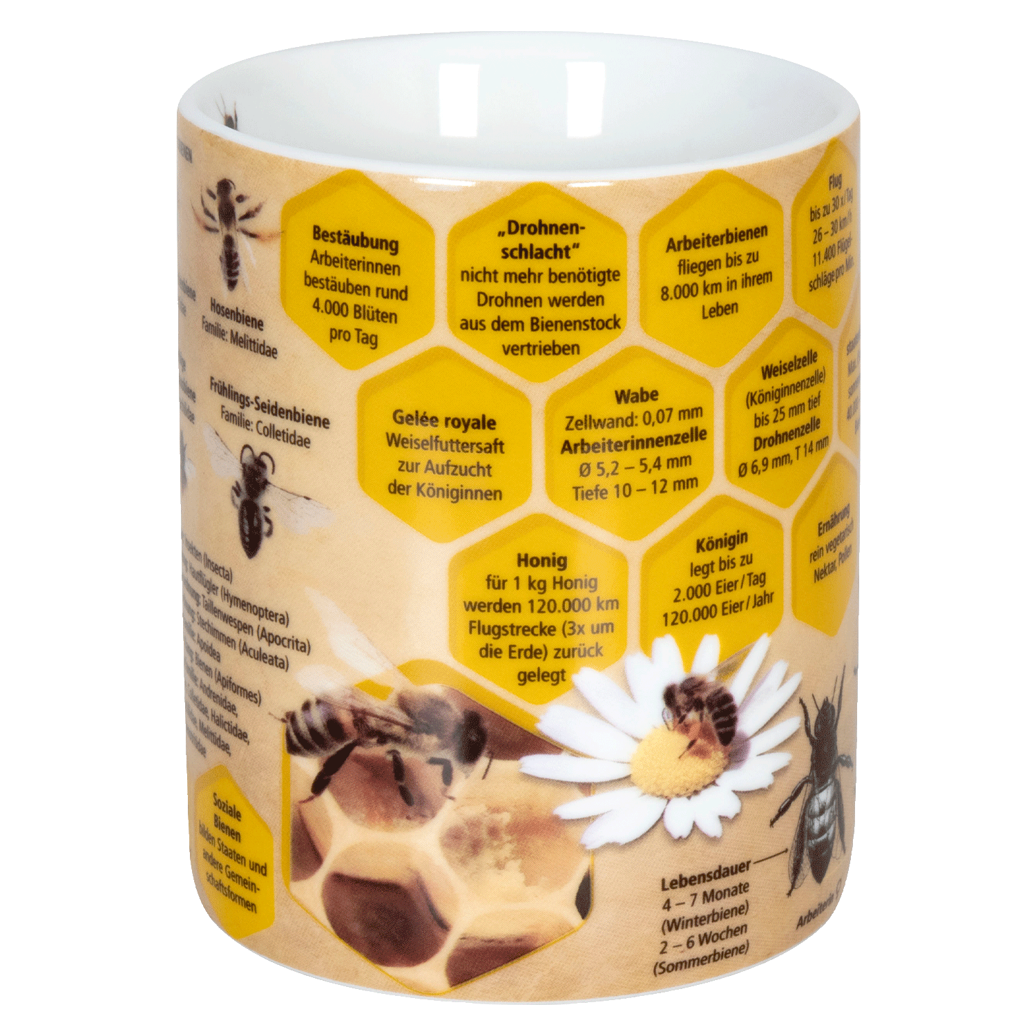 Wissensbecher - Biene