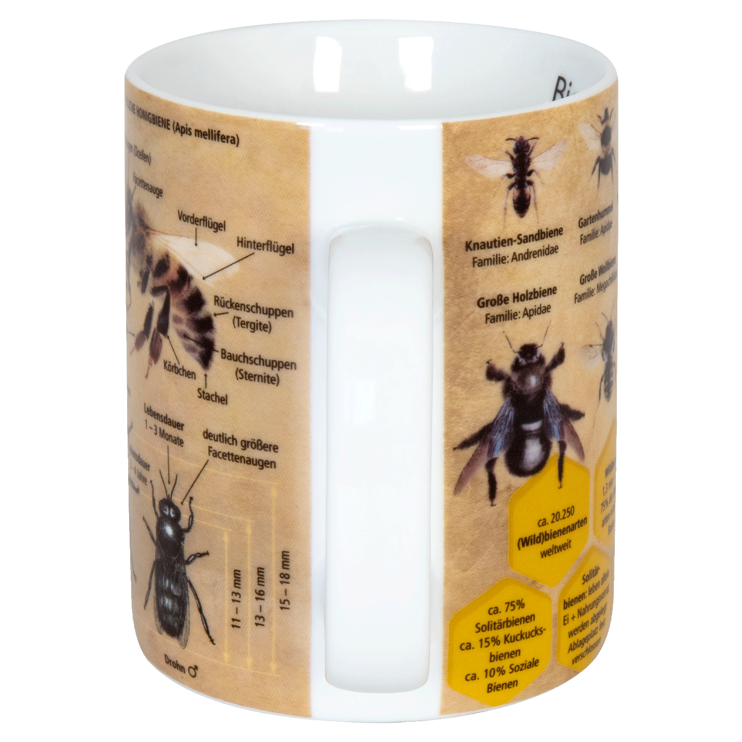 Wissensbecher - Biene